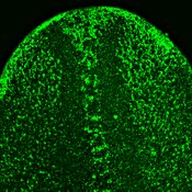 Immunofluorescent image of a planaria anterior epidermis labeled with DSHB antibody AA4.3 against alpha tubulin. Image credit: Teresa Adell. PMID: 35273960, Fig. 3B.